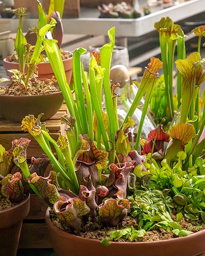 Une grande composition de plantes carnivores dans un pot en terre cuite